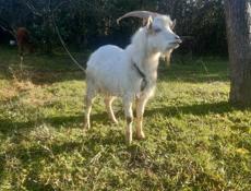 Продаю козла 