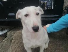 Срочно Джек Рассел терьер