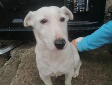 Срочно Джек Рассел терьер