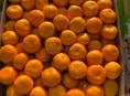 Куплю мандарины