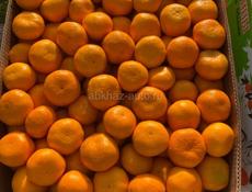 Куплю мандарины