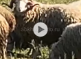 Продаются барашки 