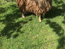 Продаются барашки