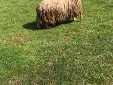 Продаются барашки