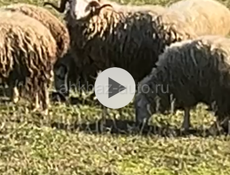 Продаются барашки