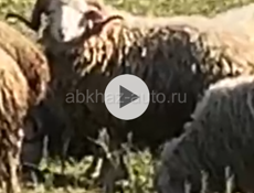 Продаются барашки 