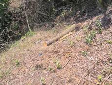 Гагра Белые Скалы