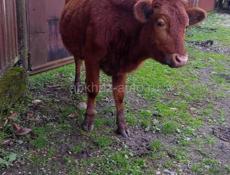 Продаю 55 60 кг