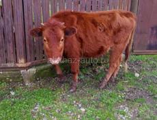 Продаю 55 60 кг