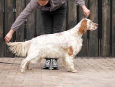 Продам рабочего сеттера