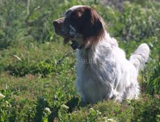 Продам рабочего сеттера