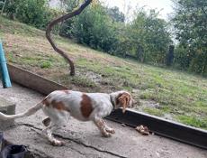 Продам рабочего сеттера