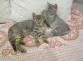 Отдам котят