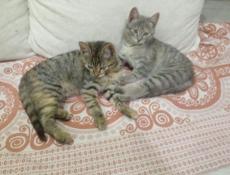 Отдам котят