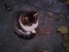 Ищу в хорошие руки