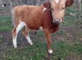 Бычок 1 год вес  60 кг