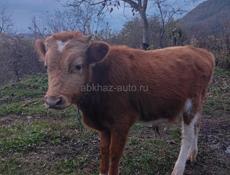 Бычок 1 год вес  60 кг