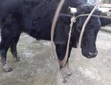 Продается Бычок 