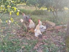 Куры и петухи