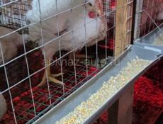 Куры. Куриное мясо