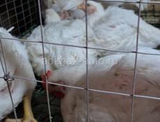 Куры. Куриное мясо