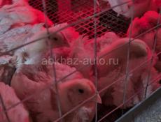 Куры. Куриное мясо