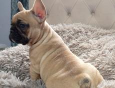 Французский бульдог