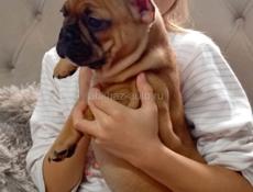 Французский бульдог