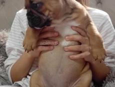 Французский бульдог