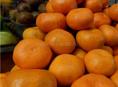Куплю крупный мандарин