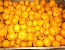 Продаю на Сок мандарины около 300 кг все по 20 р . 