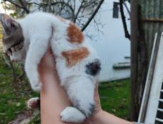 Котят в добрые руки 