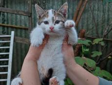 Котят в добрые руки 