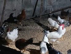 Куры домашние 