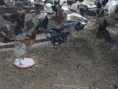 Куры домашние 