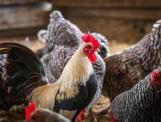 Продаю петухов