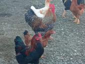 Продаются петухи