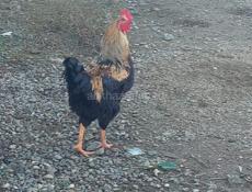 Продаются петухи