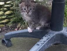 Милейшие котятки в добрые и заботливые руки!!! 