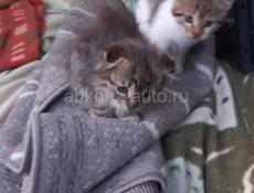 Милейшие котятки в добрые и заботливые руки!!! 