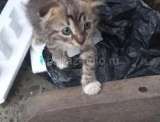 Милейшие котятки в добрые и заботливые руки!!! 