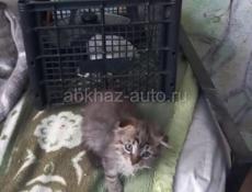 Милейшие котятки в добрые и заботливые руки!!! 