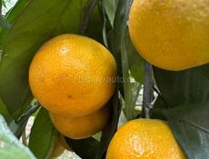 Продается 2 этажный дом