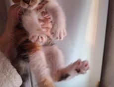 НОВОГОДНИЕ ЖИВЫЕ ПОДАРКИ 🎁