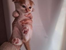 НОВОГОДНИЕ ЖИВЫЕ ПОДАРКИ 🎁