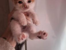 НОВОГОДНИЕ ЖИВЫЕ ПОДАРКИ 🎁