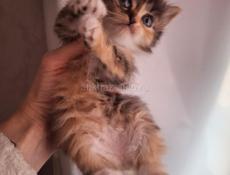 НОВОГОДНИЕ ЖИВЫЕ ПОДАРКИ 🎁