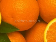 Продажа свежего сбора апельсинов ,сорт Вашингтон 