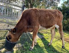 Продается телка