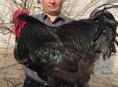 Петух Джерсийский гигант